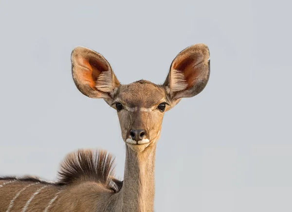 Antilope Kudu Femminile Nella Savana Namibiana — Foto Stock