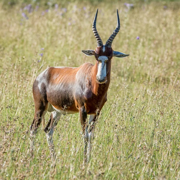 Blesbok Stojící Trávě Jižní Africké Savany — Stock fotografie