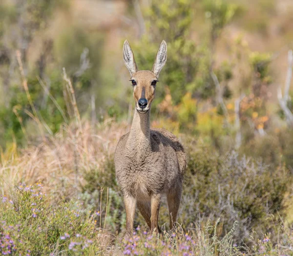 Closeup Female Grey Rhebok Southern Africa — Stock Photo, Image