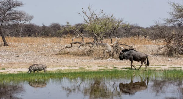Bir yaban domuzu ve Namibya savana bir sulama delik tarafından mavi manda