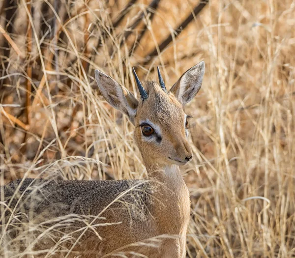 Dik Dik Antilopy Savaně Namibie Louky — Stock fotografie