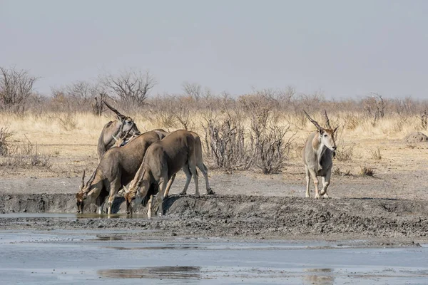 Elands Point Eau Dans Savane Namibienne — Photo