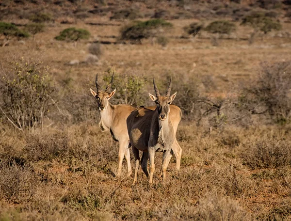 Неповнолітніх Антилопа Канна Биків Південної Африки Савана — стокове фото