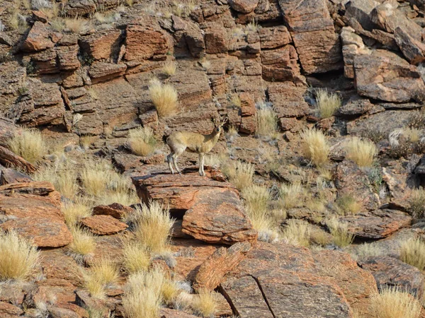 A Klipspringer antelope in Southern Africa