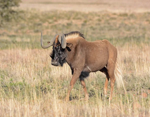 Gnu Negro Caminhando Savana África Sul — Fotografia de Stock