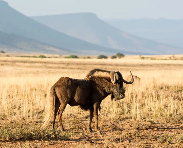 Black Wildebeest Savana África Austral — Fotografia de Stock