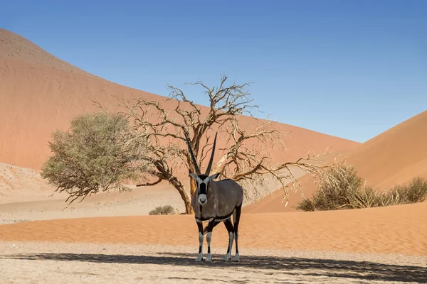 Antílope Gemsbok Refugiándose Del Sol Bajo Árbol Desierto Namibia —  Fotos de Stock