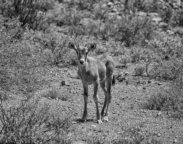 Güney Afrika savana bir bebek Gemsbok antilop