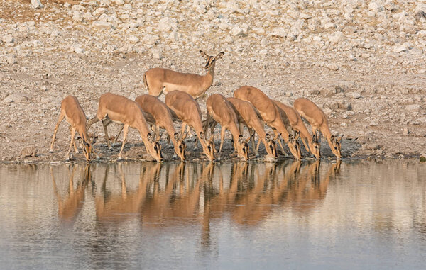 Стадо импал пьет в водопое в Намибийской саванне
