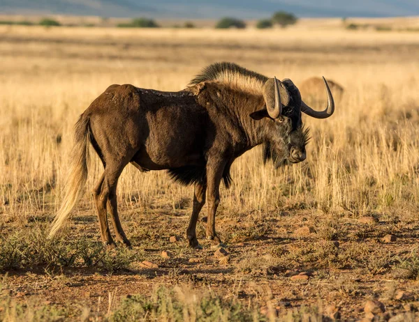 Zwarte Wildebeest Zuidelijke Afrikaanse Savanne — Stockfoto