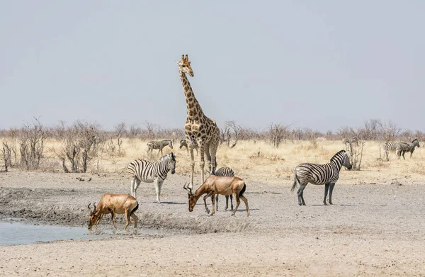 在纳米比亚大草原上的一个 Waterig 动物聚集在一起喝酒 — 图库照片