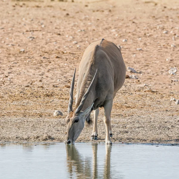 Namibya savana bir sulama delik, içme bir Eland boğa