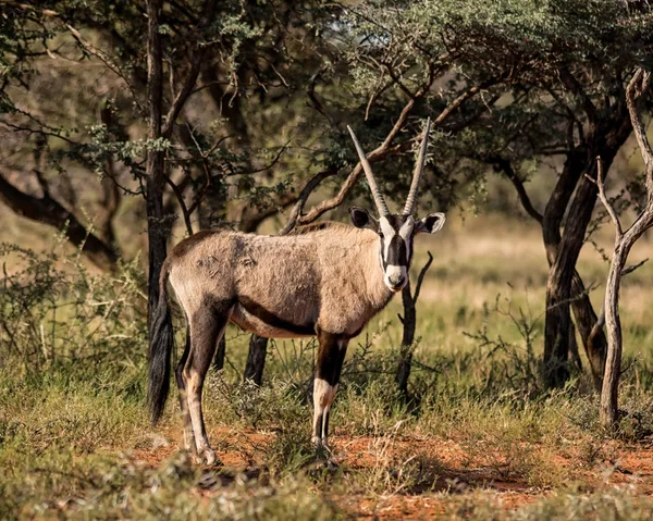 Gemsbok Антилопи Південної Африки Савана — стокове фото