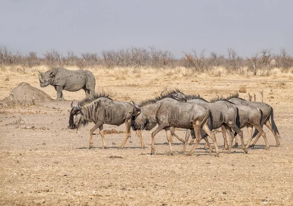 Namibya savana mavi öküz sürüsü