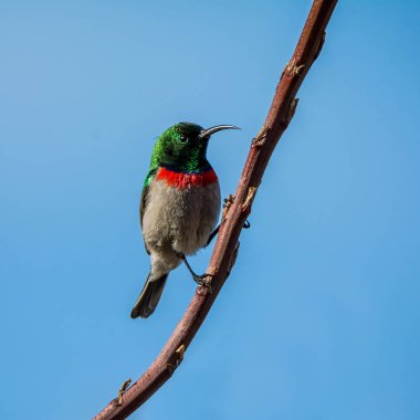 Bir erkek çift yakalı Sunbird tam üreme kuş tüyü içinde