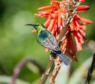 Kırmızı aloe tesisi Güney Afrika Güney çift yakalı Sunbird tünemiş