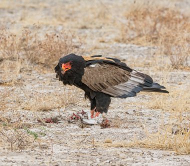 Namibya savana yakalanmış olan bir kuş besleme Bateleur kartal
