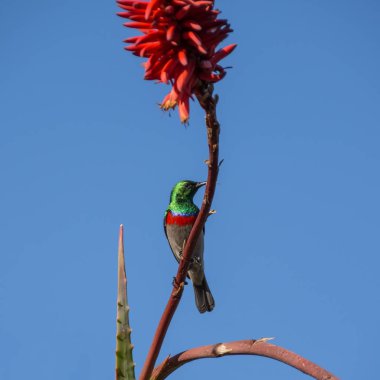 Kırmızı aloe tesisi Güney Afrika Güney çift yakalı Sunbird tünemiş