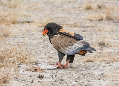 Namibya savana yakalanmış olan bir kuş besleme Bateleur kartal
