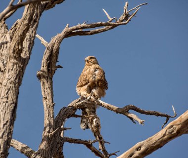 Büyük kerkenez Namibya Çölü'nde ölü ağacına tünemiş