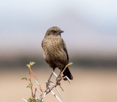 Güney Afrika savana bir diken çalı tünemiş bir karınca yiyen sohbet