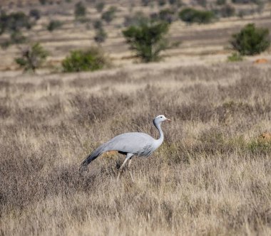 Blue vinç Güney Afrika savana yiyecek arama
