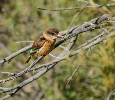 Kahverengi başlıklı Kingfisher bir göçmen değildir ve her ne kadar bir bushveld kuş, yapraklı Güney Afrika şehirler banliyölerinde ikamet 's. Çiftleri birbirine yapışıyor ve aynı bölge birkaç yıldır tutabilir.