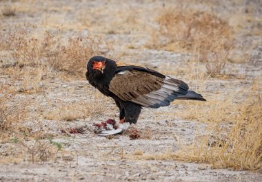 Namibya savana yakalanmış olan bir kuş besleme Bateleur kartal