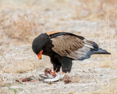 Namibya savana yakalanmış olan bir kuş besleme Bateleur kartal