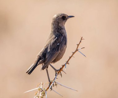 Güney Afrika savana bir şube tünemiş bir karınca yiyen sohbet