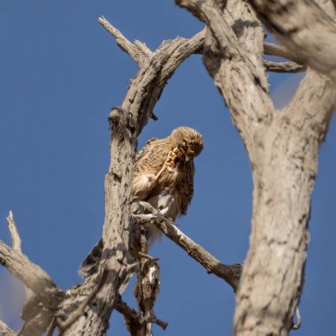 Büyük kerkenez Namibya Çölü'nde ölü ağacına tünemiş