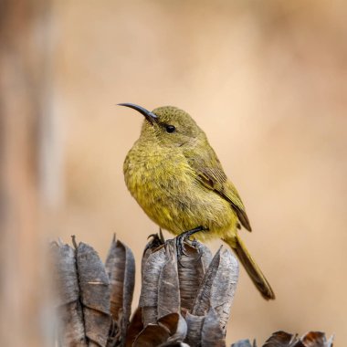 Güney Afrika'da ölü ağacına tünemiş kadın Sunbird