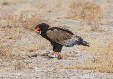Namibya savana yakalanmış olan bir kuş besleme Bateleur kartal