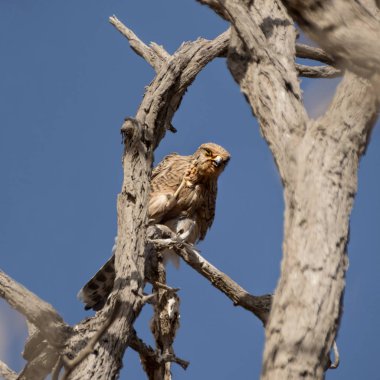 Büyük kerkenez Namibya Çölü'nde ölü ağacına tünemiş