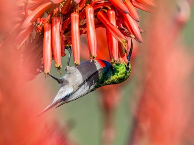 Bir erkek çift yakalı Sunbird tam üreme kuş tüyü içinde