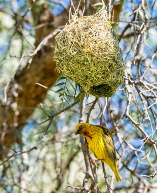 Cape Weaver yuvasına Güney Afrika ile