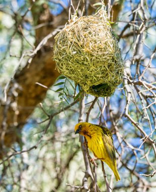 Cape Weaver with nest in Southern Africa clipart