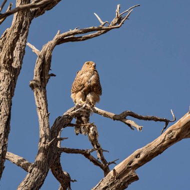 Büyük kerkenez Namibya Çölü'nde ölü ağacına tünemiş