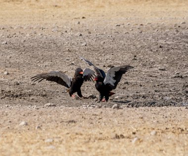 Bir çift, Bateleur Namibya savana kavga kartallar