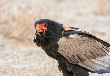 Namibya savana yakalanmış olan bir kuş besleme Bateleur kartal