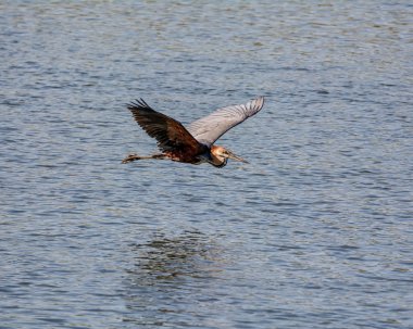 Goliath Heron uçuş Okavango Nehri