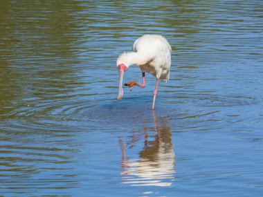 Çünkü o bir kaşıkçı kuşu yiyecek arama bir su birikintisinin Northern Cape, Güney Afrika için yemek