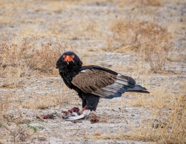 Namibya savana yakalanmış olan bir kuş besleme Bateleur kartal