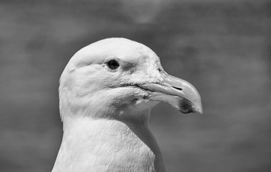 Güney Afrika'da Cape martı closeup portresi