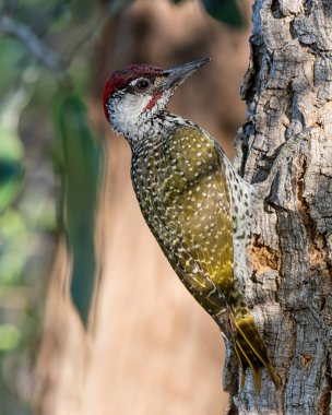 Bir erkek altın uçlu ağaçkakan bir ağacın Caprivi şerit, Namibya