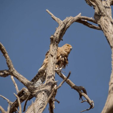 Büyük kerkenez Namibya Çölü'nde ölü ağacına tünemiş