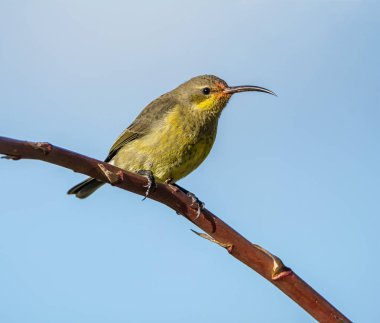 Bir kadın malakit Sunbird bir kış üzerinde Aloe bush Güney Afrika'da