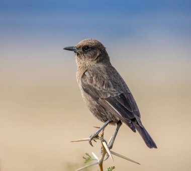 Güney Afrika'da bir şube Juvenil karınca yiyen sohbet tünemiş