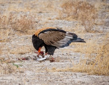 Namibya savana yakalanmış olan bir kuş besleme Bateleur kartal