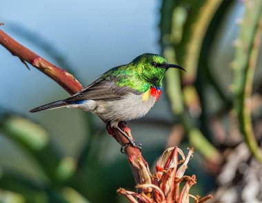 Bir erkek çift yakalı Sunbird tam üreme kuş tüyü içinde